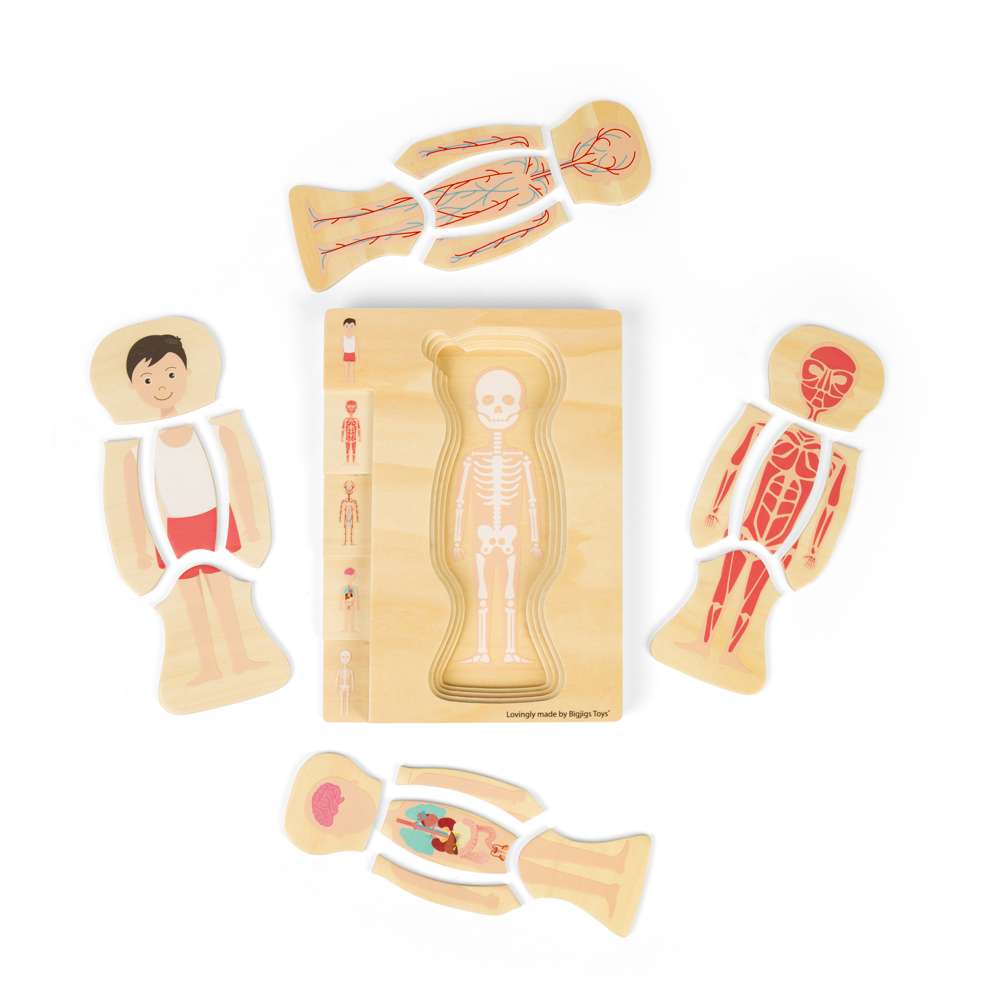 Bigjigs Toys Wooden Male Anatomy Layer Puzzle Educational STEAM Toy 26 Pieces