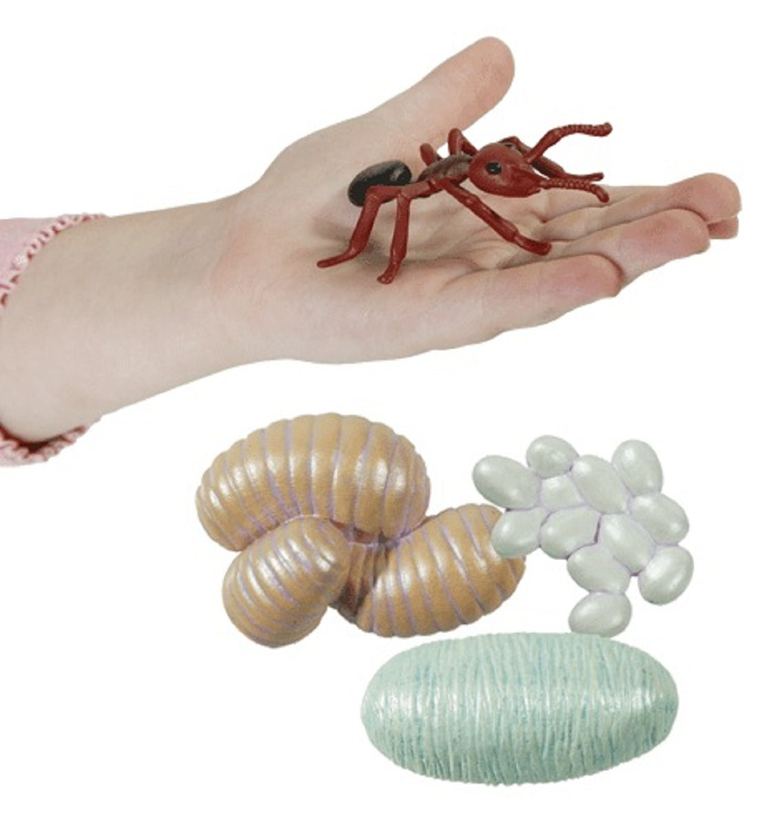 Ant Life Cycle Stages Set