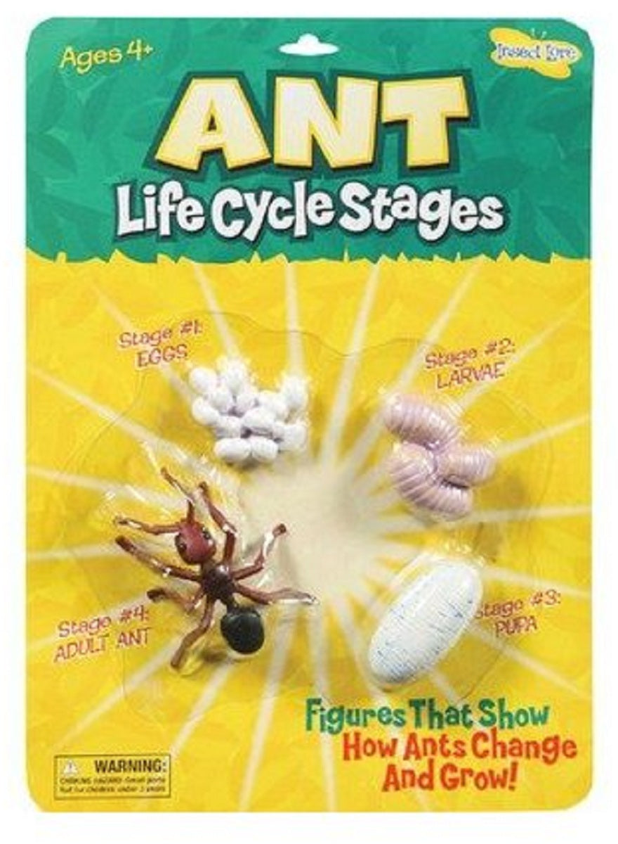 Ant Life Cycle Stages Set