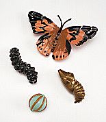 Butterfly Life Cycle Stages Set