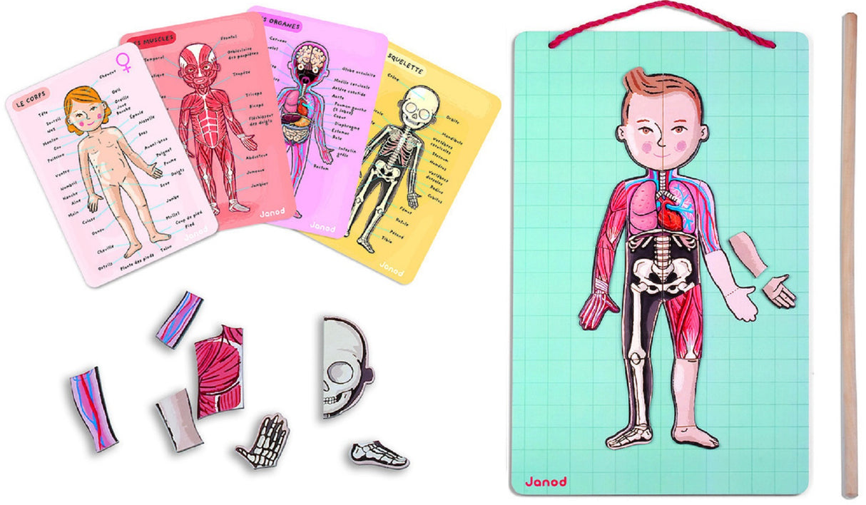 Body Magnets Educational Puzzle