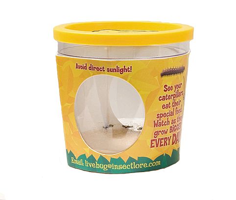 5 Caterpillar Refill for Butterfly Kits