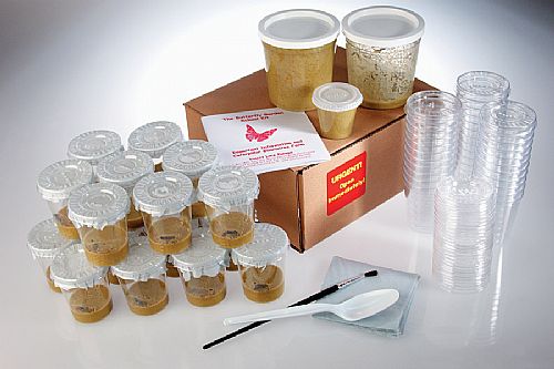 33 Caterpillar Refill for Classroom Sets