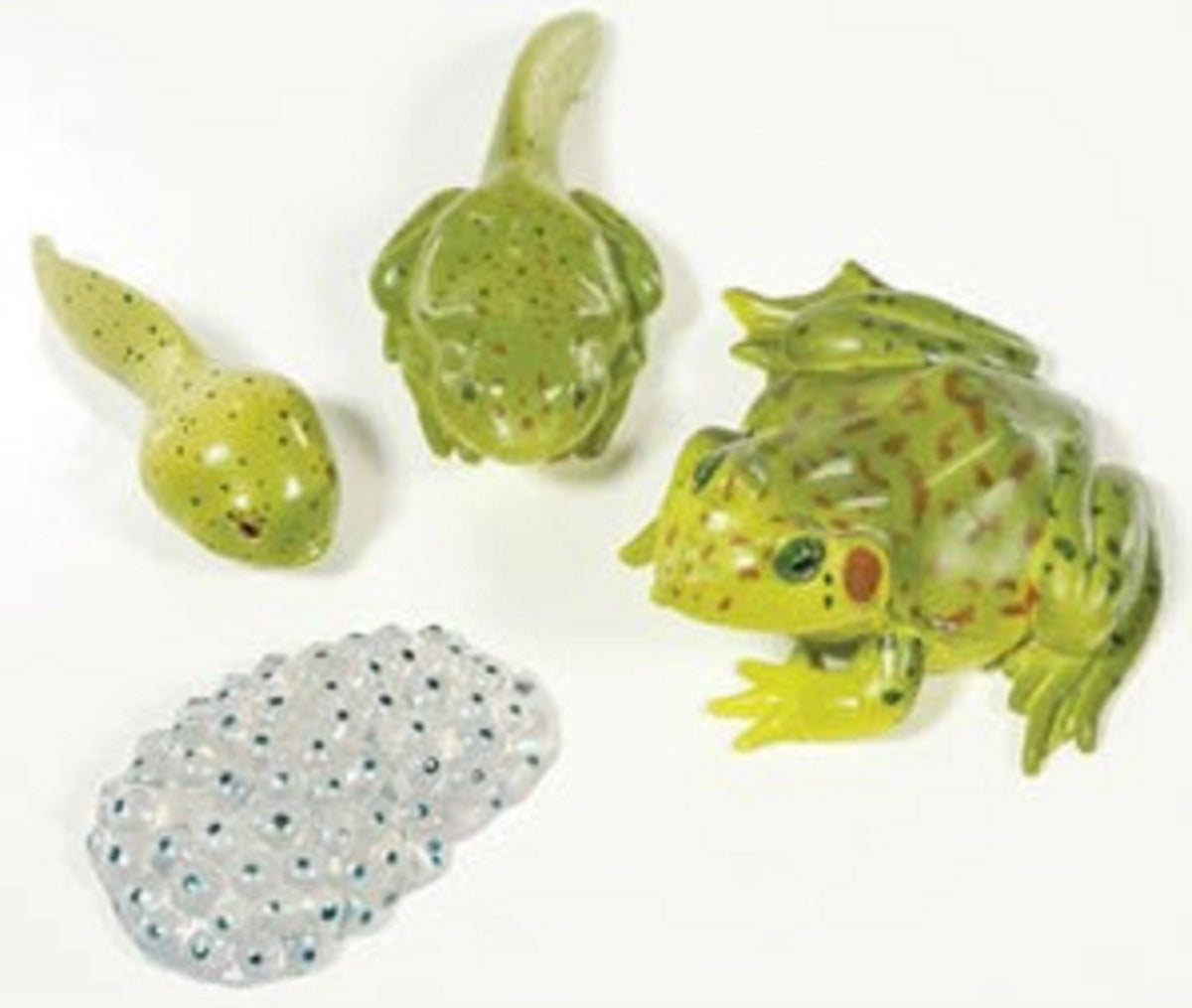 Frog Life Cycle Stages Set