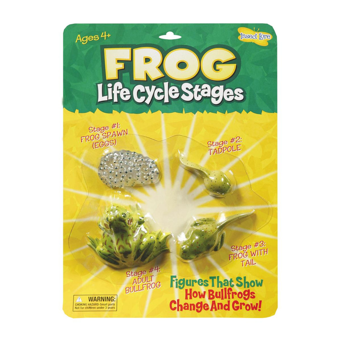 Frog Life Cycle Stages Set