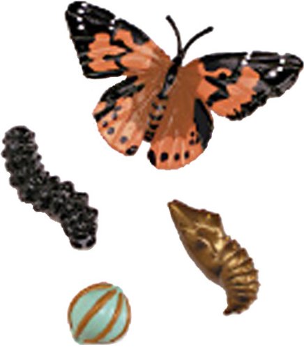 Giant Butterfly Set with Life Cycles Stages Figures