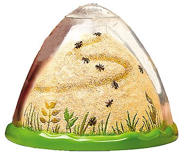Insect Lore Ant Hill