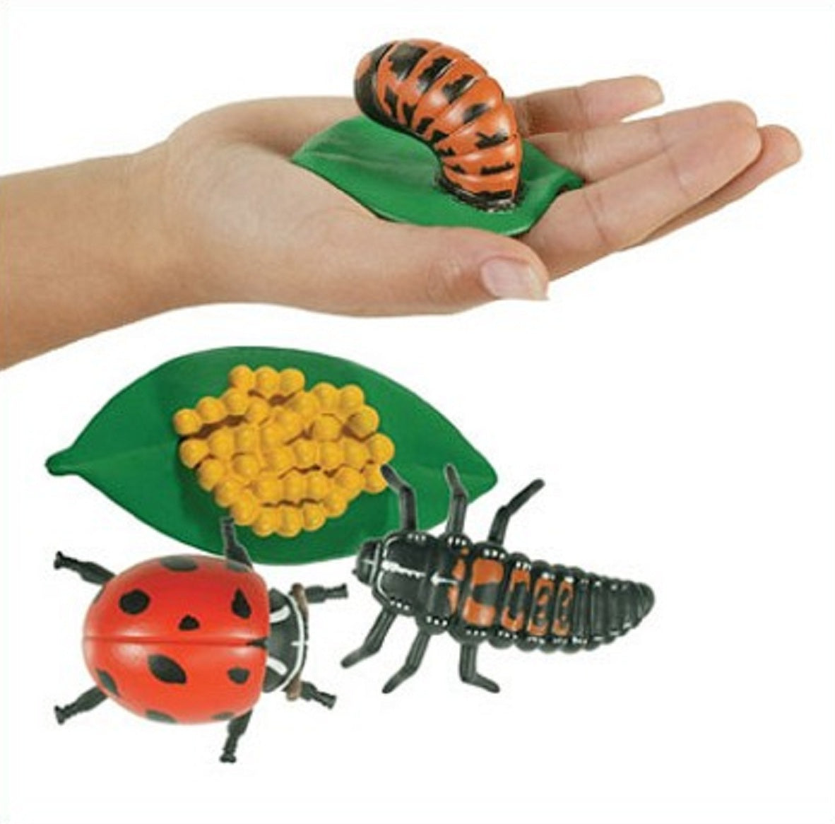 Ladybird Life Cycle Stages Set