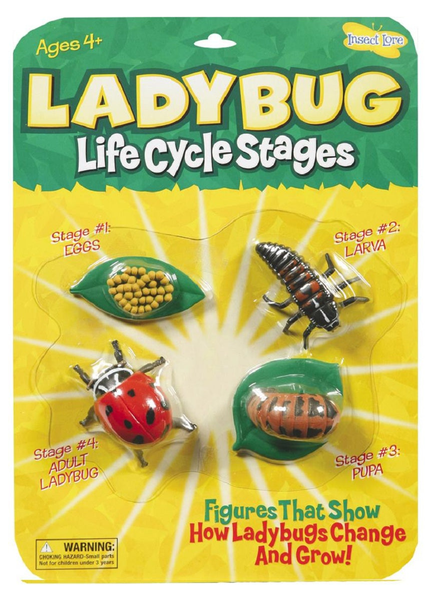 Ladybird Life Cycle Stages Set