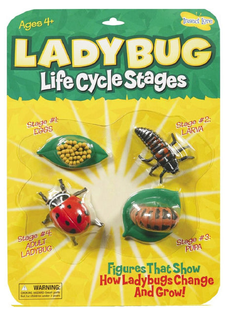Ladybird Life Cycle Stages Set